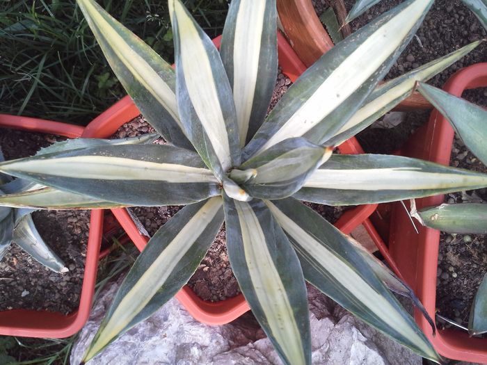 agava tequilana mediopicta