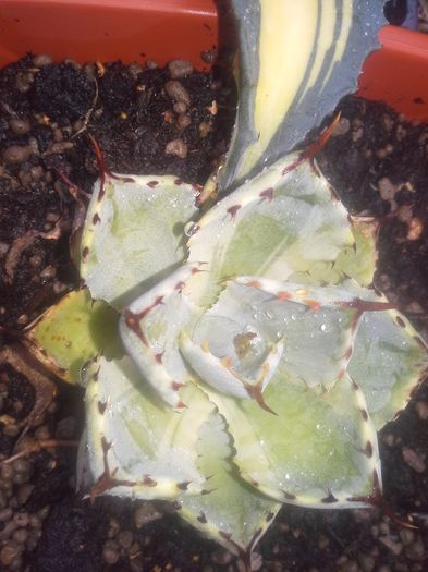 agava potatorum marginata