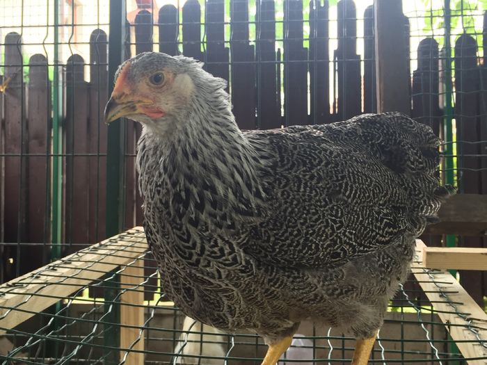 image - PUI ARAUCANA PLYMOUTH MATASE JAPONEZA