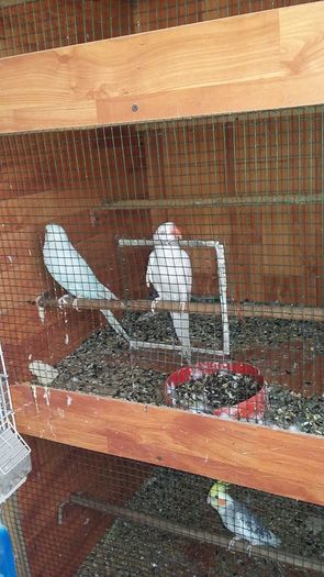 13718511_1229697083741619_6607586466623034319_n