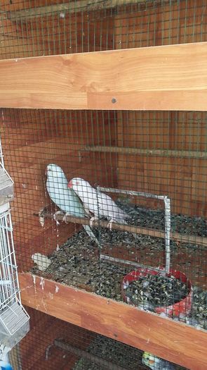 13769548_1229697070408287_4087592036100694306_n