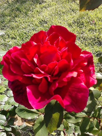 Picture0 011 019 - Trandafirii mei