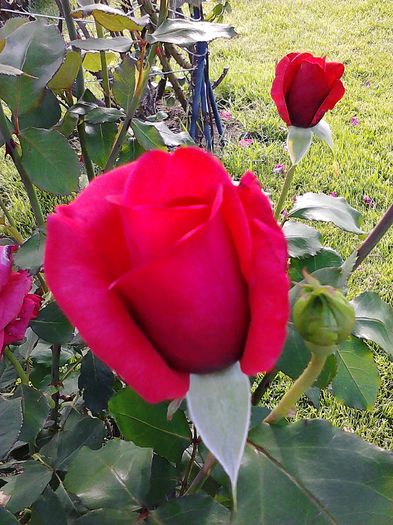 Picture0 011 020 - Trandafirii mei