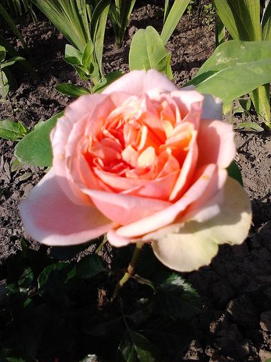 Picture0 011 024 - Trandafirii mei