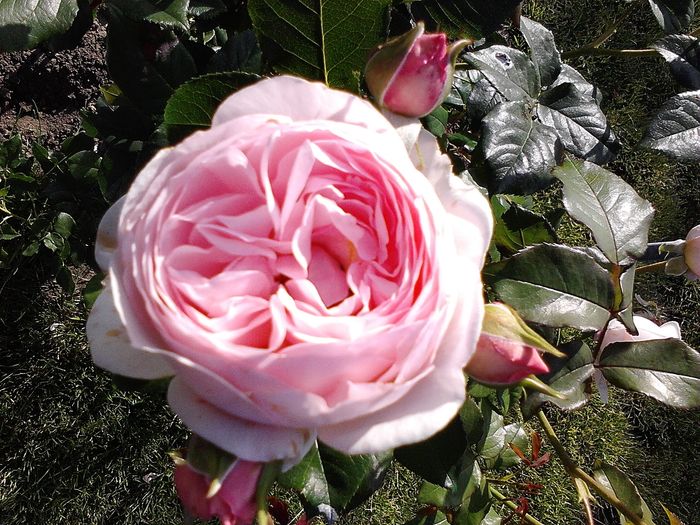 Picture0 011 025 - Trandafirii mei