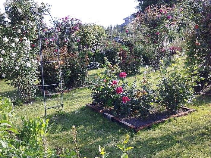 Picture0 011 026 - Trandafirii mei