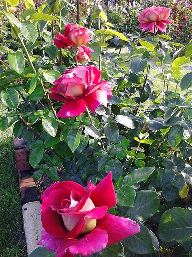 Picture0 011 027 - Trandafirii mei