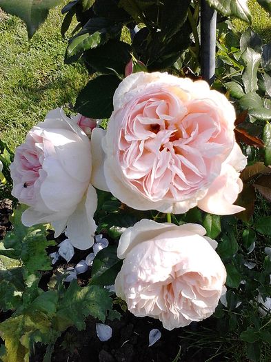 Picture0 011 033 - Trandafirii mei