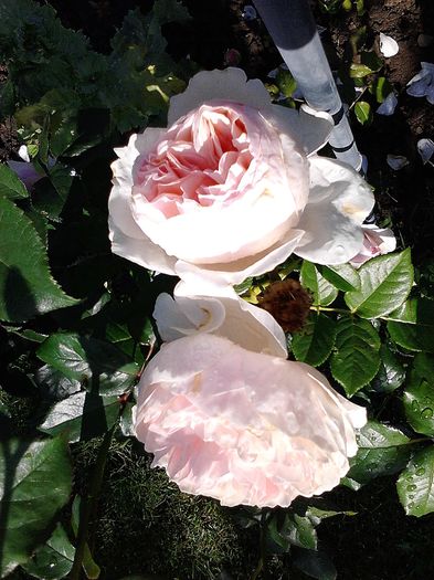 Picture0 011 034 - Trandafirii mei