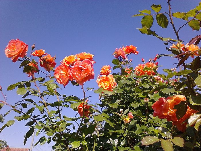 Picture0 011 037 - Trandafirii mei