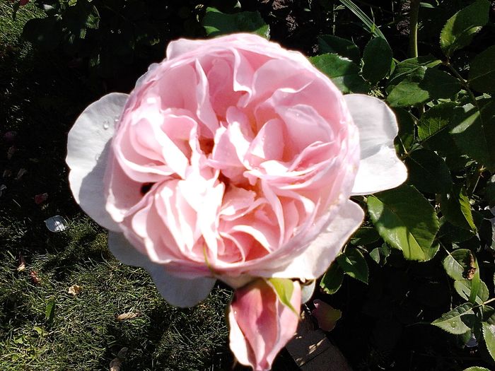 Picture0 011 039 - Trandafirii mei