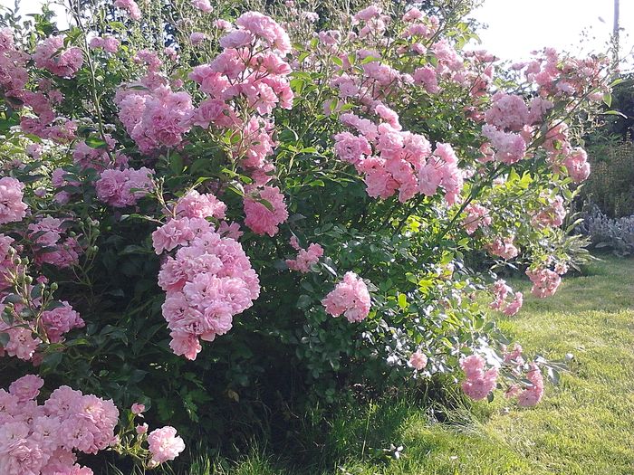 Picture0 011 048 - Trandafirii mei