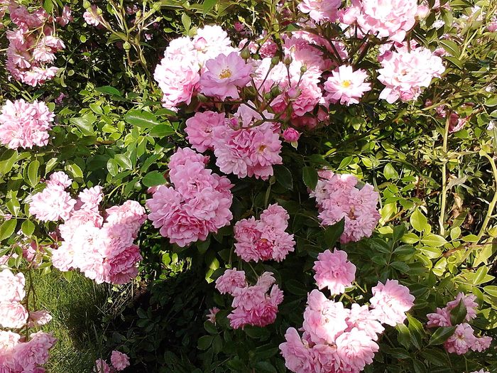 Picture0 011 049 - Trandafirii mei