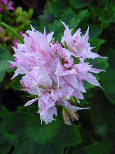 Pela_Joann_Hodgson - Pelargonium