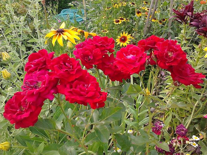 Picture0 011 145 - Trandafirii mei