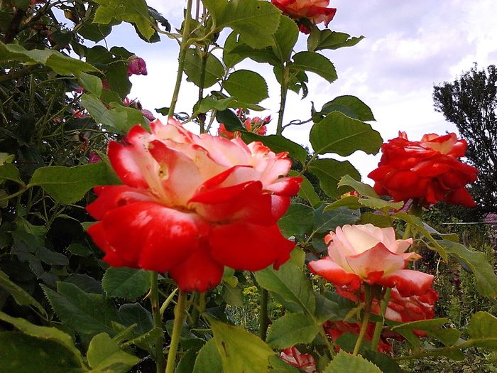 Picture0 011 149 - Trandafirii mei