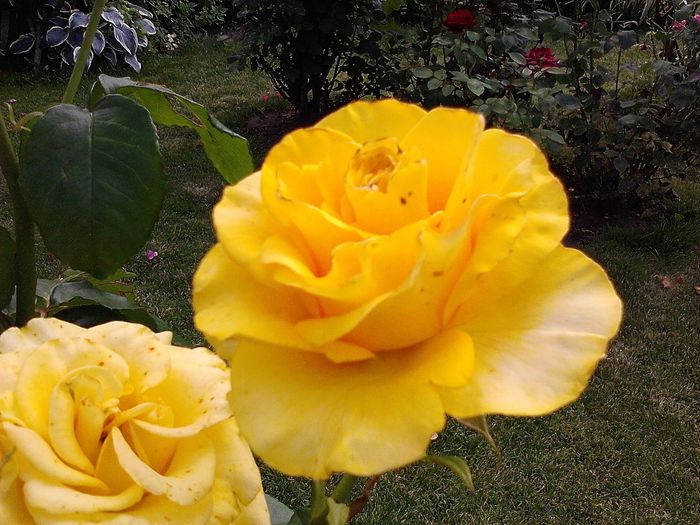 Picture0 011 150 - Trandafirii mei