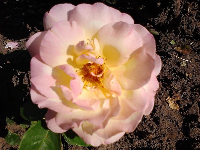 Picture0 011 162 - Trandafirii mei