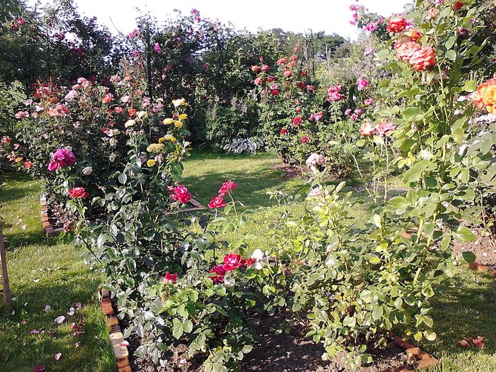 Picture0 011 168 - Trandafirii mei