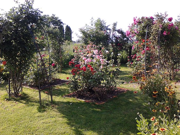 Picture0 011 169 - Trandafirii mei