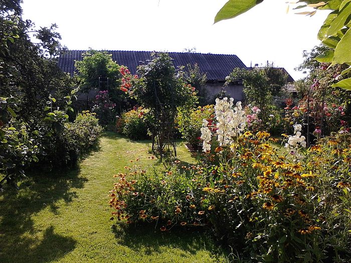 Picture0 011 172 - Trandafirii mei