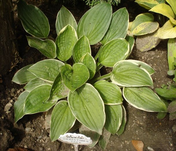 hosta in iulie (2)