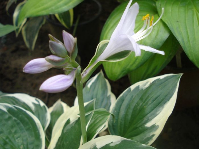 hosta in iulie (5)