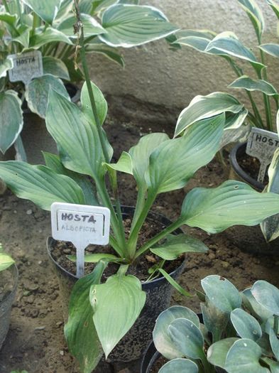 hosta in iulie (6)
