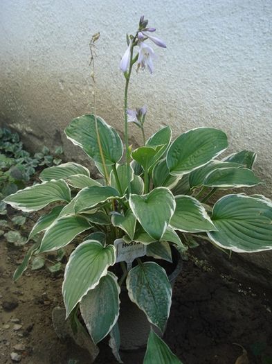 hosta in iulie (8)