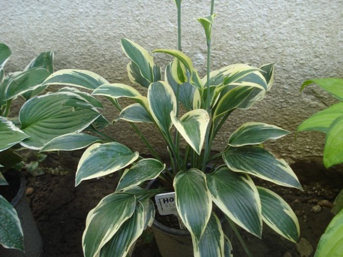 hosta in iulie (9)