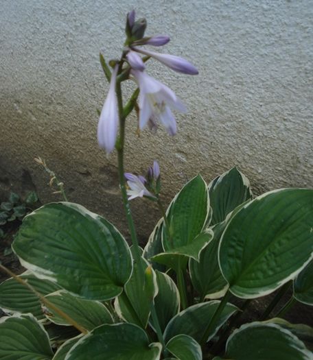 hosta in iulie (11)