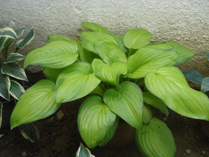 hosta in iulie (13)