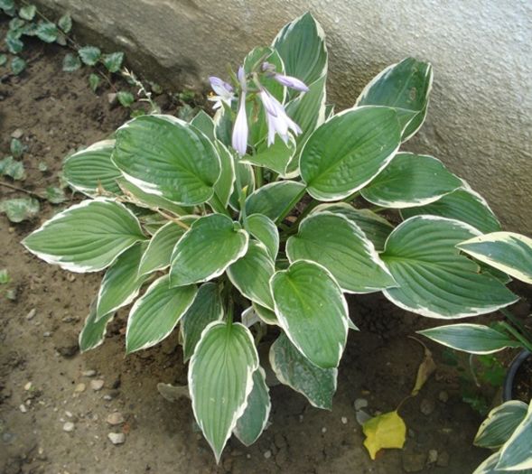 hosta in iulie (14)