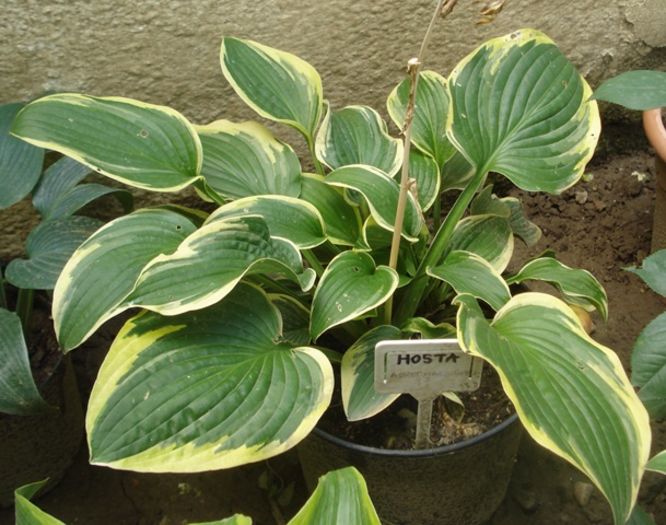 hosta in iulie (16)