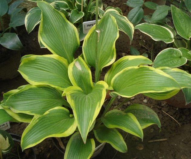 hosta in iulie (18)