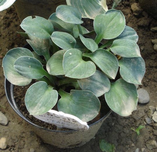 hosta in iulie (21)