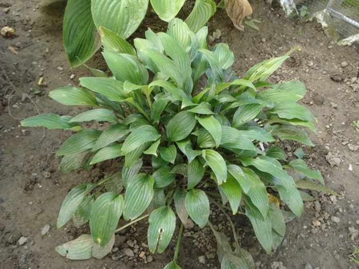 hosta in iulie (22)