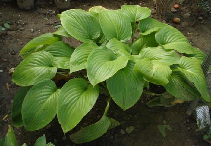 hosta in iulie (23) - hosta