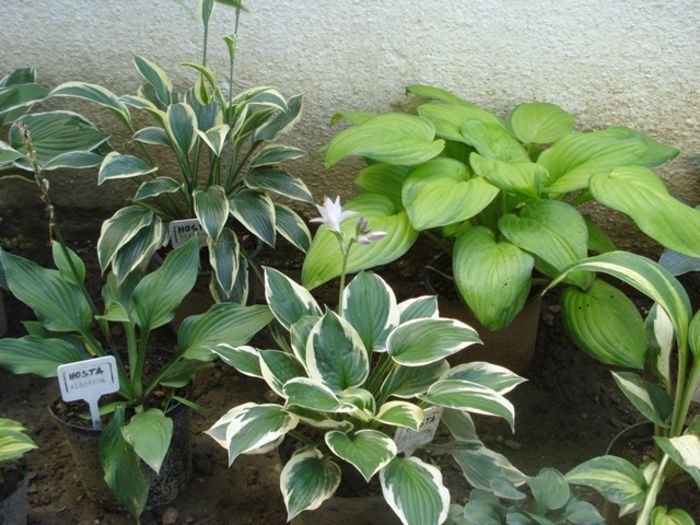 hosta in iulie (30)