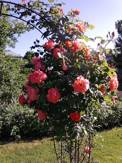 Picture 015 - Trandafirii mei