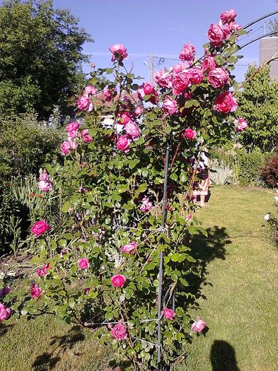 Picture 017 - Trandafirii mei