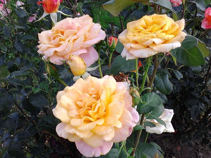 Picture 059 - Trandafirii mei