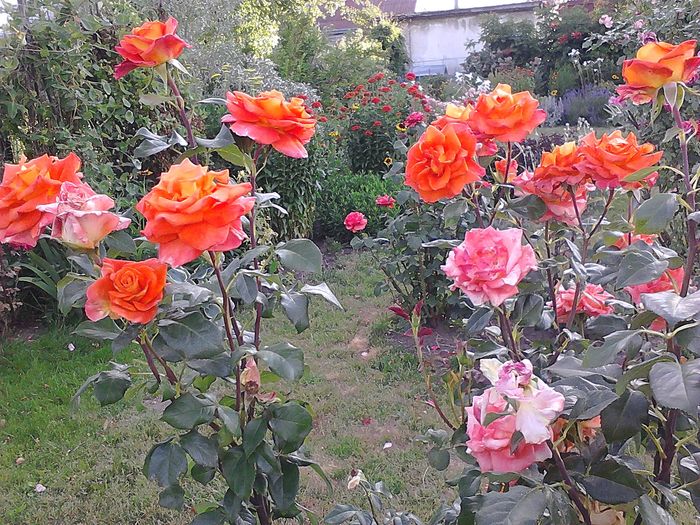 Picture 060 - Trandafirii mei