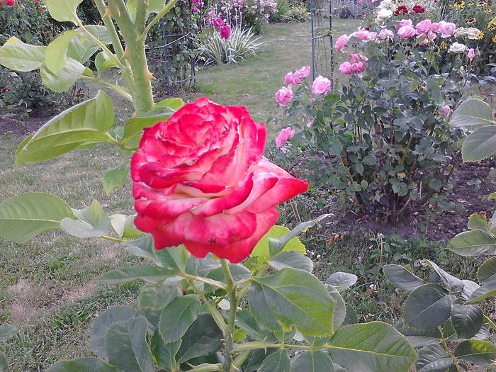 Picture0 011 025 - Trandafirii mei