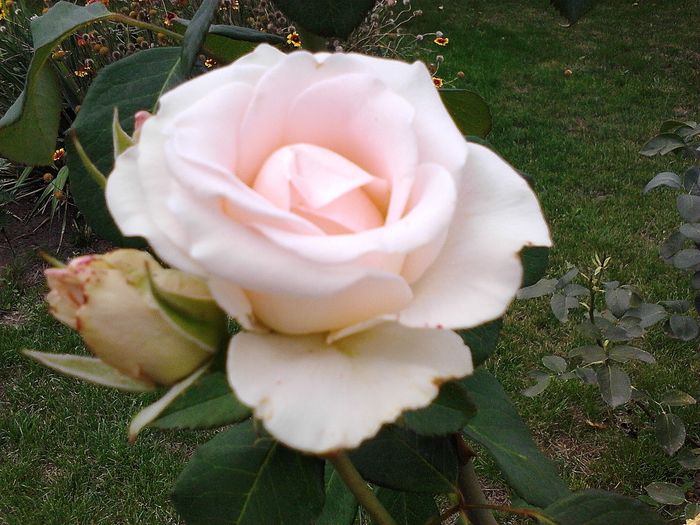 Picture0 011 087 - Trandafirii mei