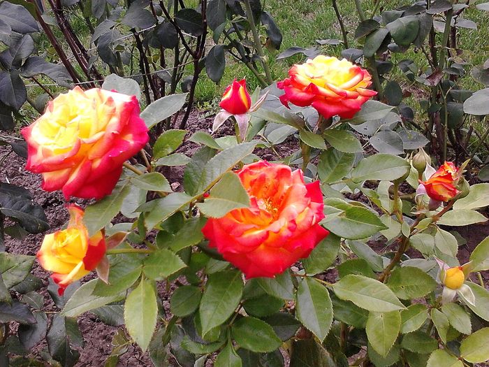 Picture0 011 089; Rumba
