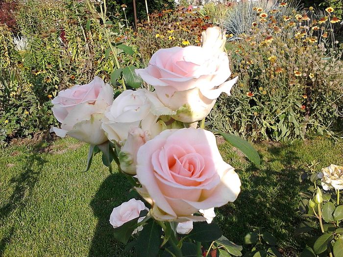Picture0 011 116 - Trandafirii mei