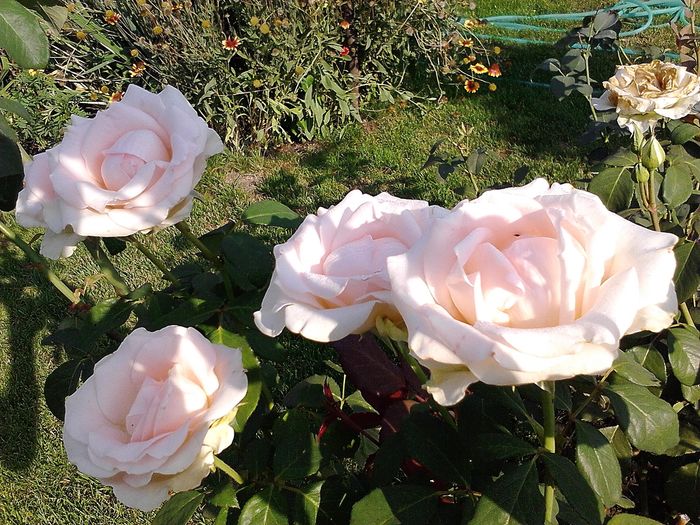 Picture0 011 117 - Trandafirii mei