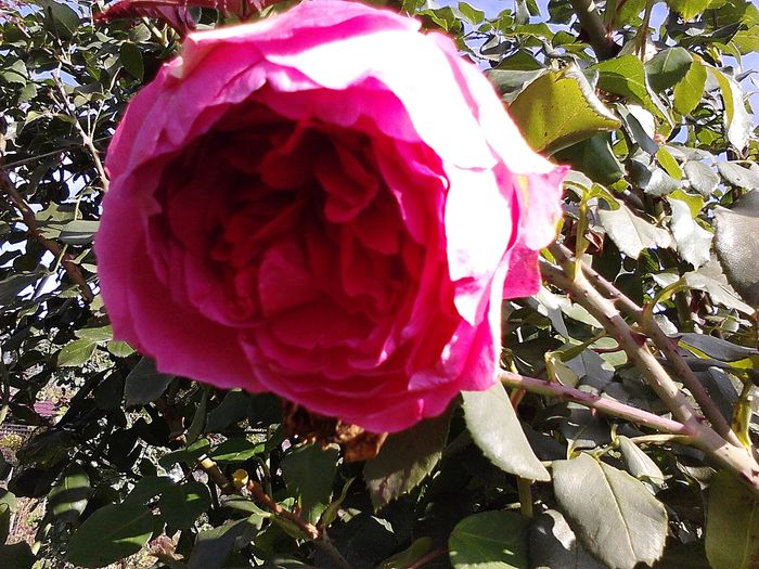 Picture0 011 175; Coral Dawn
