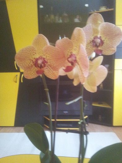 3 - orhidee
